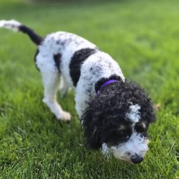 Elsbeth -  Miniature Poodle Dog for Adoption in Minneapolis, Minnesota - Elsbeth | PetCurious