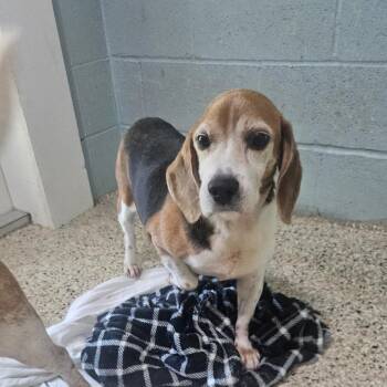 Boogie 0449 -  Beagle Dog for Adoption in Loxahatchee Groves, Florida - Boogie 0449 | PetCurious