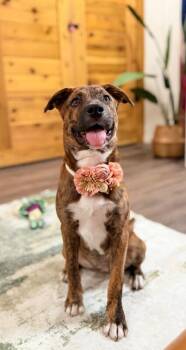 Meadow Rainbow -  Pit Bull Terrier and Staffordshire Bull Terrier Dog for Adoption in Friendswood, Texas - Meadow Rainbow | PetCurious