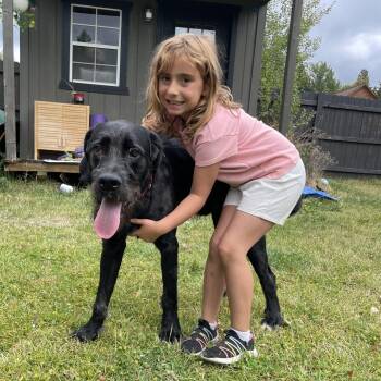 Drifter -  Mixed Breed Dog for Adoption in Mccall, Idaho - Drifter | PetCurious