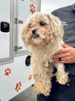 Shih Tzu Dogs Available for Adoption in Ontario, California - COCO | PetCurious
