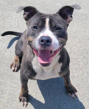 Smudgie, Outgoing Boy -  Pit Bull Terrier Dog for Adoption in Meriden, Connecticut - Smudgie, Outgoing Boy | PetCurious