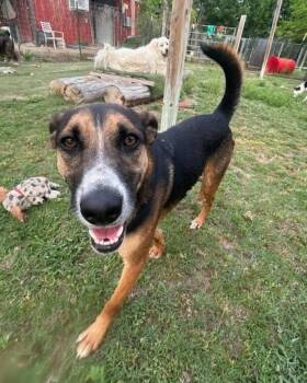 Fiona -  Australian Cattle Dog Blue Heeler Dog for Adoption in Colleyville, Texas - Fiona | PetCurious