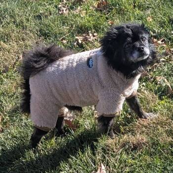 Rescue Pomeranian and Yorkshire Terrier Dogs for Adoption in Rochester, Minnesota - Jax 2 | PetCurious