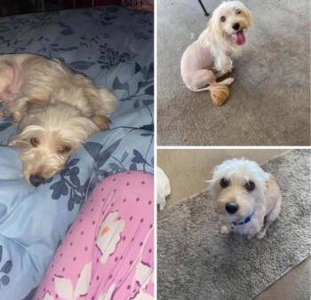 Buddy -  Maltese Dog for Adoption in Homer Glen, Illinois - Buddy | PetCurious
