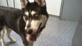 A1271576 -  Siberian Husky Dog for Adoption in Charlotte, North Carolina - A1271576 | PetCurious