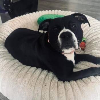 Layla -  Retriever and Mixed Breed Dog for Adoption in Chester, Maryland - Layla | PetCurious