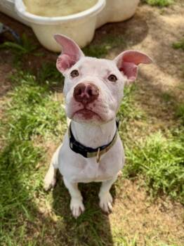 Pit Bull Terrier Dogs Available for Adoption - Florence | PetCurious