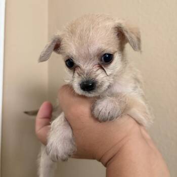 Fern -  Chihuahua and Poodle Dog for Adoption in Corona, California - Fern | PetCurious