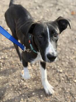Rescue Labrador Retriever and Collie Dogs for Adoption in Lindenhurst, New York - Luke | PetCurious