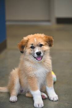 Great Pyrenees and German Shepherd Dog Dogs Available for Adoption in Falmouth, Maine - Shasta - More *PEAK* Puppy Perfection!  | PetCurious