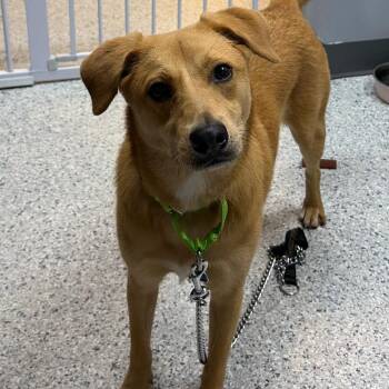 Sienna (prev. Nana) -  Labrador Retriever and Terrier Dog for Adoption in Scituate, Massachusetts - Sienna (prev. Nana) | PetCurious