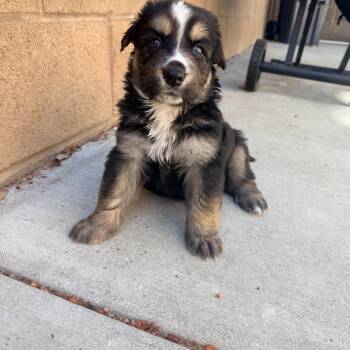 MURPHY -  German Shepherd Dog Dog for Adoption in Los Angeles, California - MURPHY | PetCurious