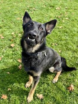 Rescue German Shepherd Dog Dogs for Adoption in Roseburg, Oregon - Fredrick | PetCurious