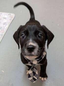 Labrador Retriever and Mixed Breed Dogs Available for Adoption - Stevie | PetCurious