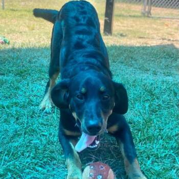 Bear -  German Shepherd Dog and Bernese Mountain Dog Dog for Adoption in Wadena, Minnesota - Bear | PetCurious