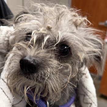 Schnauzer Dogs Available for Adoption in Yuma, Arizona - Tita | PetCurious