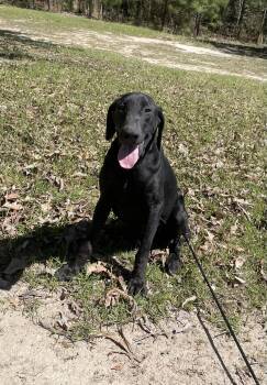 Black Labrador Retriever Dogs Available for Adoption in Bethpage, New York - Bentley | PetCurious