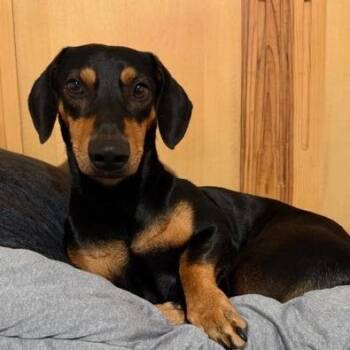 Charlie -  Dachshund Dog for Adoption in San Antonio, Texas - Charlie | PetCurious