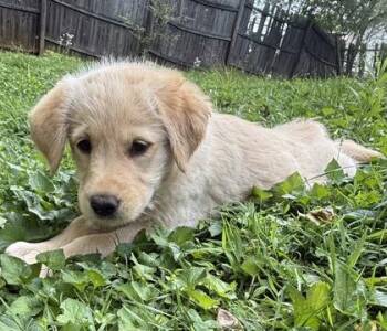 Golden Retriever and Mixed Breed Dogs Available for Adoption in Wilkesboro, North Carolina - Pudding | PetCurious