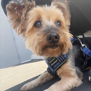 Yorkshire Terrier Dogs Available for Adoption in Laguna Beach, California - Gus | PetCurious