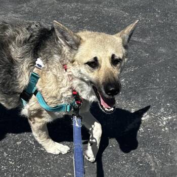 German Shepherd Dog Dogs Available for Adoption in Murray, Utah - Ahsoka | PetCurious