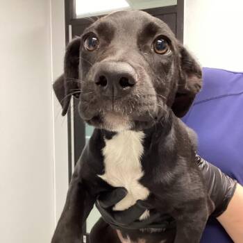 Black Labrador Retriever and Shepherd Dogs Available for Adoption in Abilene, Texas - Buckle | PetCurious