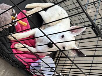 Bull Terrier Dogs Available for Adoption - P-Bear | PetCurious