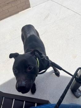 Rescue Labrador Retriever Dogs for Adoption in Stone Mountain, Georgia - Jasper | PetCurious