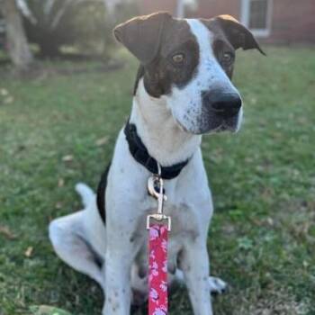 Rescue Mixed Breed Dogs for Adoption in Wando, South Carolina - Birdie | PetCurious