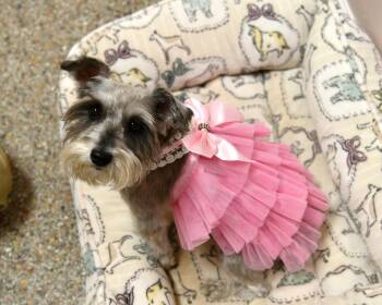 Phoebe -  Miniature Schnauzer Dog for Adoption in Fairhope, Alabama - Phoebe | PetCurious