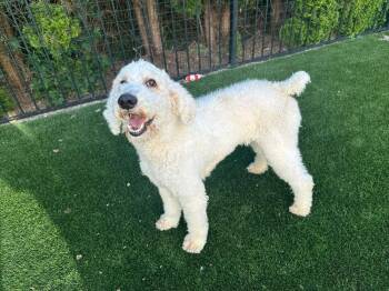 Starla -  Labradoodle Dog for Adoption - Starla | PetCurious
