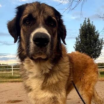 Miracle -  Great Pyrenees Dog for Adoption in Krum, Texas - Miracle | PetCurious