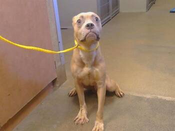 ROO -  Pit Bull Terrier and Mixed Breed Dog for Adoption in Sacramento, California - ROO | PetCurious