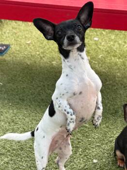 Chihuahua Dogs Available for Adoption in Portland, Maine - Dakota Lynn | PetCurious