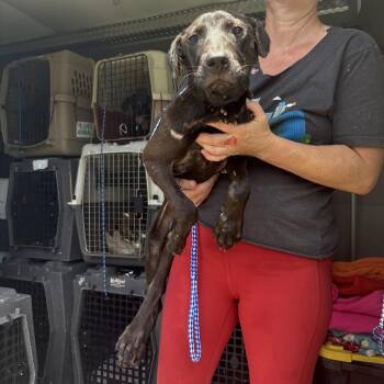 No Name yet -  Mixed Breed Dog for Adoption in Austin, Texas - No Name Yet | PetCurious