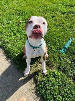 Kingston -  Terrier Dog for Adoption in Zanesville, Ohio - Kingston | PetCurious