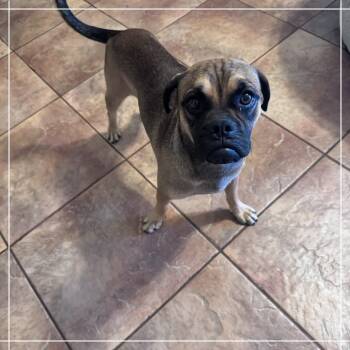 Rescue Pug Dogs for Adoption in Chandler, Arizona - Saquon Barks-ley | PetCurious