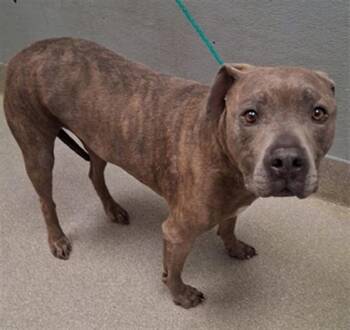 Pit Bull Terrier Dogs Available for Adoption - AZUL | PetCurious