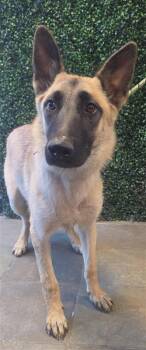 61142795 -  Shepherd and Mixed Breed Dog for Adoption in El Paso, Texas - 61142795 | PetCurious