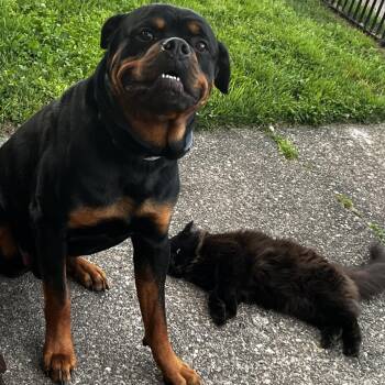 Rottweiler Dogs Available for Adoption - Draco | PetCurious