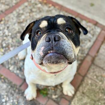 Spooky -  American Bulldog and Mixed Breed Dog for Adoption in Providence, Rhode Island - Spooky | PetCurious