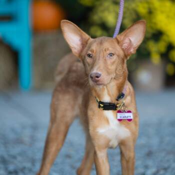 Scarlette -  Carolina Dog Dog for Adoption in Wake Forest, North Carolina - Scarlette | PetCurious