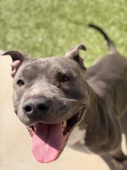 Pit Bull Terrier Dogs Available for Adoption - Benito | PetCurious