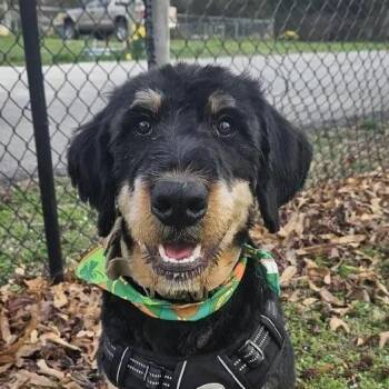 Rottweiler and Bernedoodle Dogs Available for Adoption in Polk, Ohio - Peanut Butter | PetCurious