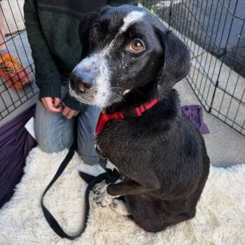 Rescue Mixed Breed Dogs for Adoption in San Francisco, California - Willow | PetCurious