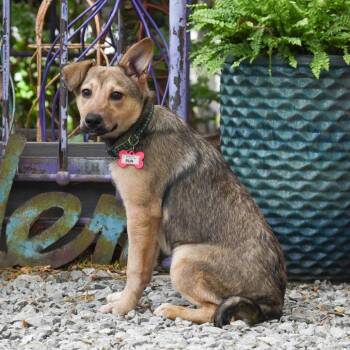 Shepherd Dogs Available for Adoption in Wake Forest, North Carolina - Bun | PetCurious