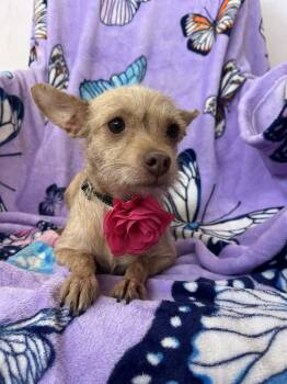 Chihuahua and Yorkshire Terrier Dogs Available for Adoption - Cammie | PetCurious