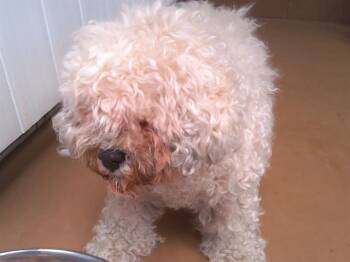 YOGURT -  Poodle Dog for Adoption in Chula Vista, California - YOGURT | PetCurious