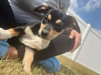 Miniature Pinscher and Terrier Dogs Available for Adoption - Pearl | PetCurious